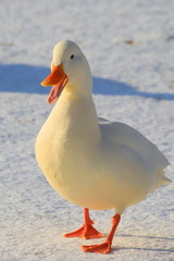 Portrait of a wild bright snow-white duck on white snow. Bright orange paws and open beak....
