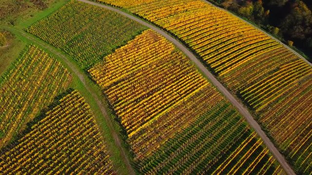 Aerial view of vineyards near Ayl in autumn, Saar River, Saar Valley, Rhineland-Palatinate, Germany