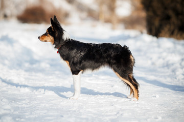 puppy dog breed border collie