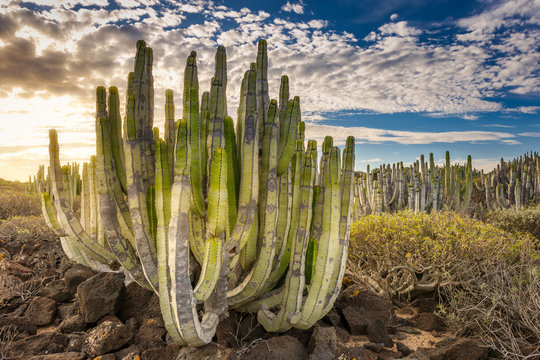 Euphorbias