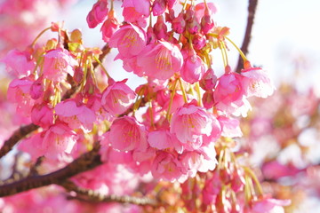 Sakura(Cherryblossom), Izu Toi, Shizuoka, Japan