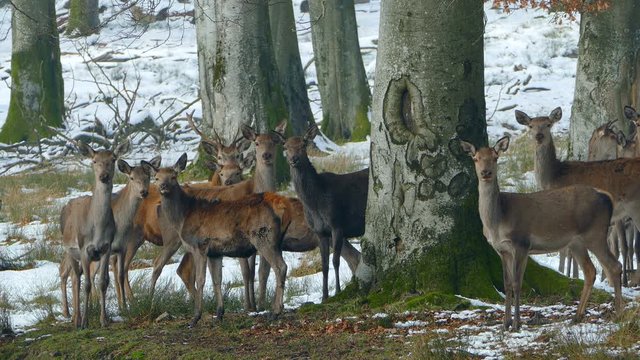 Harts in winter forest, Weiskirchen, Hunsrueck, Rhineland-Palatinate, Germany, Europe