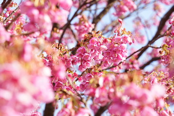 Fototapeta premium Sakura(Cherryblossom), Izu Toi, Shizuoka, Japan