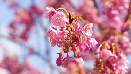 Sakura(Cherryblossom), Izu Toi, Shizuoka, Japan