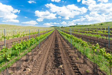 Fototapeta na wymiar vineyards under Palava, Moravia region, Czech Republic
