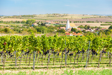 Fototapeta na wymiar Hnanice and vineyards, Znojmo region, Czech Republic