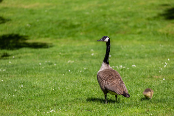 Canadian goose family