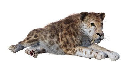 3D Rendering Sabertooth Tiger on White