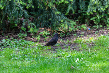 Black bird on grass field