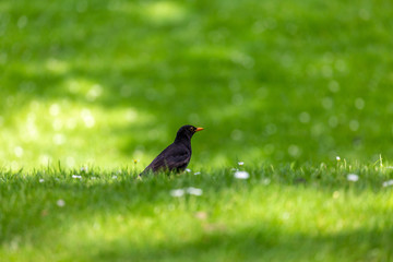 Black bird on grass field