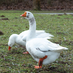 White Goose on Green Grass