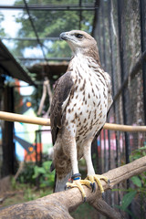 Changeable hawk eagle  in the zoo. Thailand