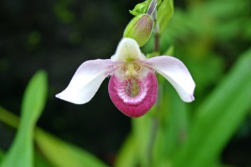 きれいに咲いたランの花