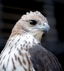 Changeable hawk eagle  in the zoo. Thailand