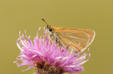 A pretty Small Skipper Butterfly (Thymelicus sylvestris) perched on a knapweed flower.