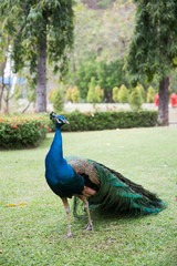 Obraz premium piękny męski paw z piórami w parku