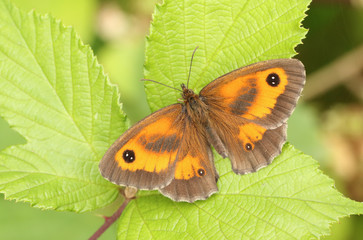 A Gatekeeper Butterfly (Pyronia tithonus) perched on a leaf.