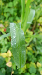 green leaves with dew on it