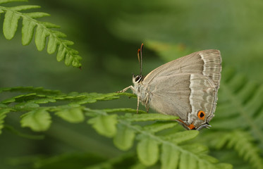 Fototapeta na wymiar The underside of a beautiful female Purple Hairstreak Butterfly (Favonius quercus) perched on bracken.