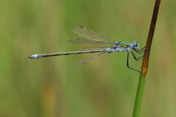 A beautiful male Emerald Damselfly (Lestes sponsa) perched on a reed.