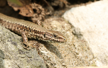 A female Wall Lizard (Podarcis muralis) warming itself in the sun on a stone wall.