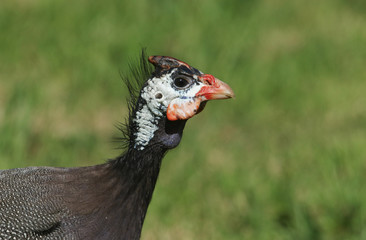 A head shot of a Guinea Fowl (Numididae).	