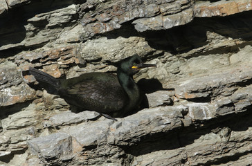 A shag (phalacrocorax aristotelis) sitting on the side of a cliff. 