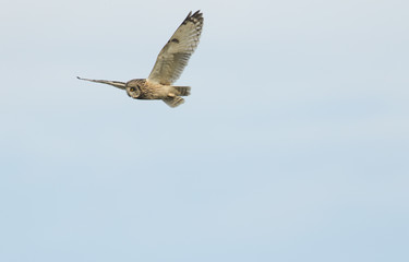 A Short-eared Owl (Asio flammeus) hunting over the moors on Orkney, Scotland.	