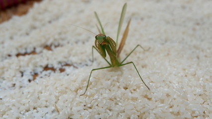 grasshopper on rice