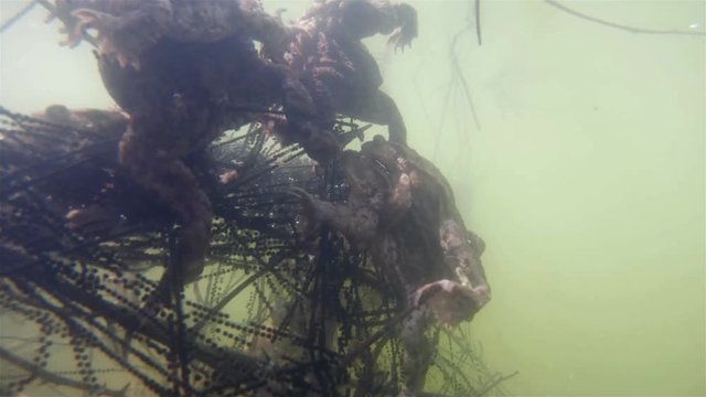 Underwater footage of Common toad (Bufo bufo) haveing a love. Spawning of  European toad underwater with eggs. Swimming frogs in pond habitat.
