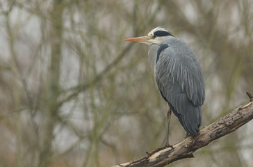 A pretty Grey Heron (Ardea cinerea) perching on branch above the water on a cold foggy winters day in the UK.