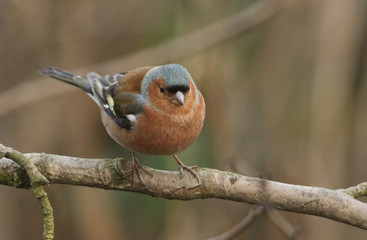 A pretty male Chaffinch, Fringilla coelebs, perched on a branch in a tree.