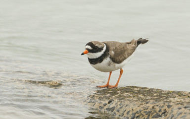 A beautiful Ringed Plover (Charadrius hiaticula) perched on a wall in Orkney, Scotland as the tide is coming in.