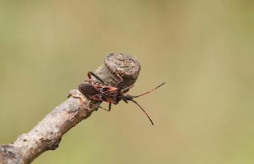 A pretty Western Conifer Seed Bug (Leptoglossus occidentalis) Coreidae displaying on a twig.	