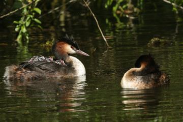 Two parent Great Crested Grebe (Podiceps cristatus) swimming in a river one has four babies on its back.