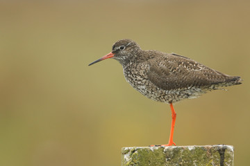 A beautiful Redshank (Tringa totanus) perched on a post .
