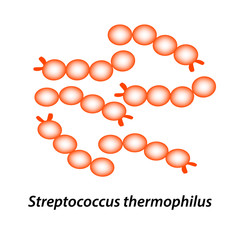 Streptococcus thermophilus. Good intestinal microflora. probiotic, prebiotic. Infographics. Vector illustration on isolated background.