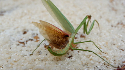 praying grasshopper on rice