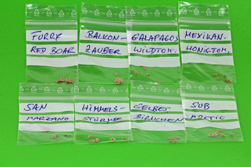 tomato seeds different varieties for sowing
