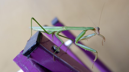 grasshopper on green leaves