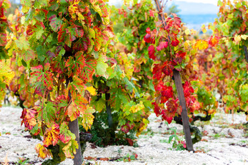 autumn vineyards in Rhona region