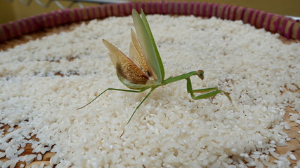 grasshopper on rice