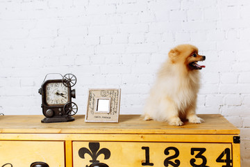 Spitz sitting on the table