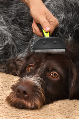 female hand with furminator combing dog