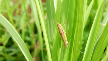 grasshopper on green leaves
