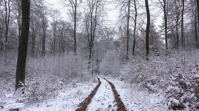 Snow covered forest and forest track in winter, Serrig, Saar Valley, Rhineland-Palatinate, Germany, Europe