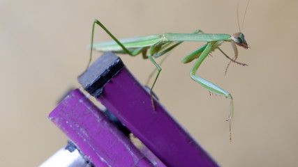 exotic praying grasshoppers