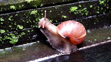 snails on mossy black stones