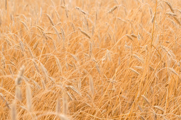 Wheat field, golden ears of wheat close up, harvest.