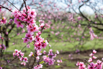 detail of blossom peach tree